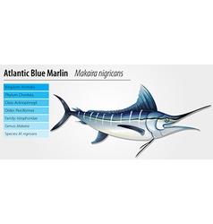 Diagram showing parts of atlantic blue marlin Vector Image