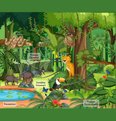 Diagram showing food web in rainforest Royalty Free Vector