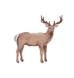 Deer engraving hand drawn sketch Royalty Free Vector Image