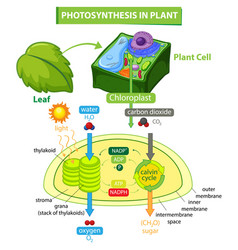 Diagram showing process photosynthesis Royalty Free Vector