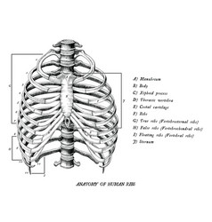 Anatomy of human ribs hand draw vintage clip art Vector Image