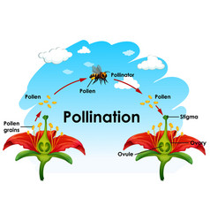 Diagram showing pollination with flower and bee Vector Image