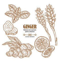 Ginger plant set hand drawn ginger root flowers Vector Image
