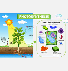 Diagram showing process photosynthesis Royalty Free Vector