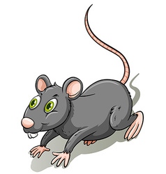 A gray rat Royalty Free Vector Image - VectorStock