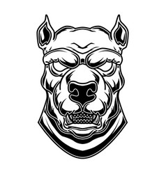 Pitbull head in engraving style design element Vector Image