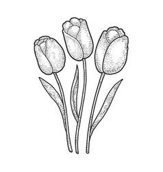 Tulip flowers sketch engraving Royalty Free Vector Image