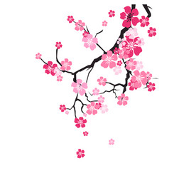 Cherry blossom Royalty Free Vector Image - VectorStock