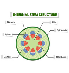 Diagram showing stomata on white background Vector Image