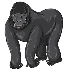 Diagram showing parts of monkey Royalty Free Vector Image