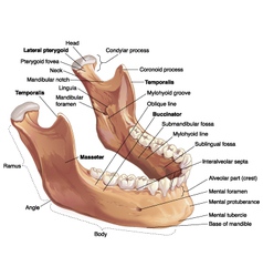 mandible bone vector images 45 mandible anatomy