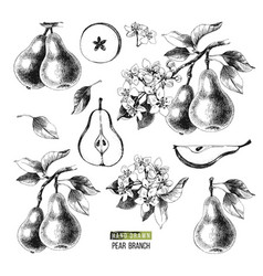 Pear set Royalty Free Vector Image - VectorStock