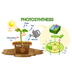 Diagram showing process photosynthesis in plant Vector Image