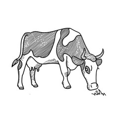 A cow Royalty Free Vector Image - VectorStock