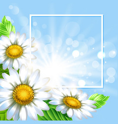 White daisy flowers on a blue background Vector Image