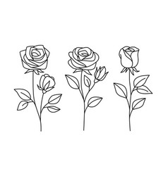 Rose isolated on white background Royalty Free Vector Image