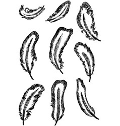 Feather set Royalty Free Vector Image - VectorStock