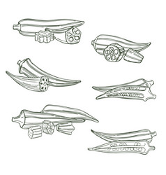 Okra Draw Sketch Vector Images 15