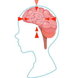 Human brain isolated Royalty Free Vector Image