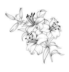 Blooming lily Royalty Free Vector Image - VectorStock