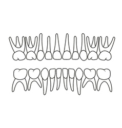 Teeth chart tooth Royalty Free Vector Image - VectorStock