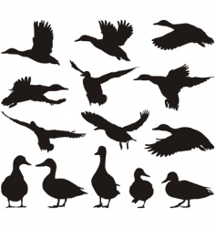 Featured image of post Mallard Duck Clipart Black And White Mallard duck clipart from berserk on