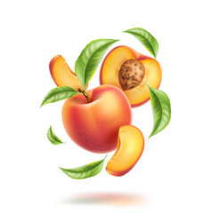 Peach and slice isolated on white royalty free vector image