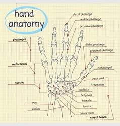 Hand Surface Anatomy Royalty Free Vector Image