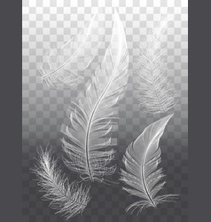 Feathers realistic set Royalty Free Vector Image