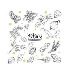 Infographic Of Plant Growth Stages Botany Vector Image