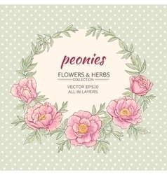 Peonies Royalty Free Vector Image - VectorStock