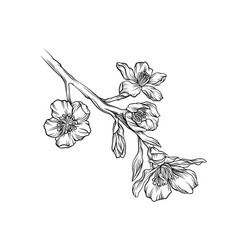 Blooming flower branch black and white hand drawn Vector Image