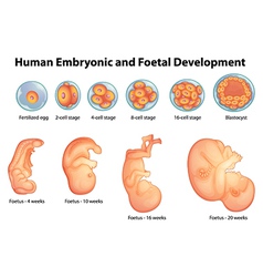 Developmental Stages Vector Images (19)