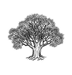 One big oak tree without leaves isolated Vector Image