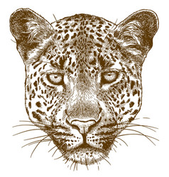 Leopard Royalty Free Vector Image - Vectorstock