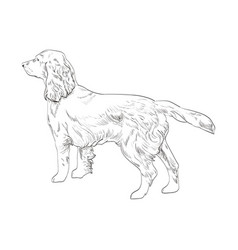 Cocker spaniel running hand drawn sketch isolated Vector Image