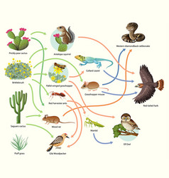 Food chain diagram concept on forest background Vector Image