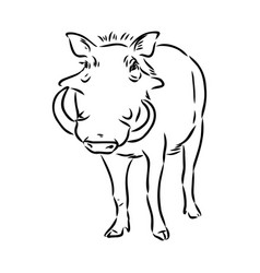 Black and white line drawing of a warthog Vector Image