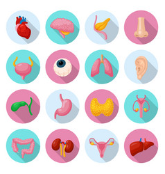 Human anatomy medical poster with internal organs Vector Image