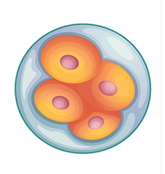 Stages in human embryonic development Royalty Free Vector