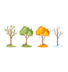 Four seasons tree isolated on white background Vector Image