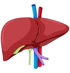 Human liver anatomy Royalty Free Vector Image - VectorStock