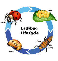 Diagram showing life cycle salamander Royalty Free Vector