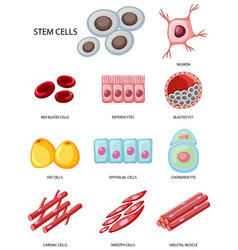 Types of muscle Royalty Free Vector Image - VectorStock