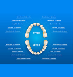 Baby teething chart Royalty Free Vector Image - VectorStock