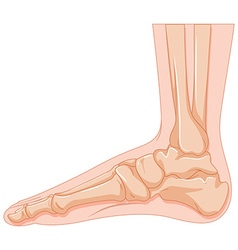 Set of human foot bone Royalty Free Vector Image