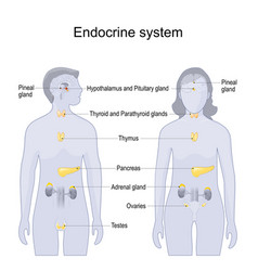 Endocrine system Royalty Free Vector Image - VectorStock