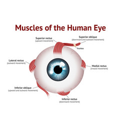 Muscles human eye eye muscle anatomy on white Vector Image