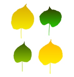 Birch leaves Royalty Free Vector Image - VectorStock