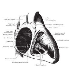 Auricle Vector Images (over 400)